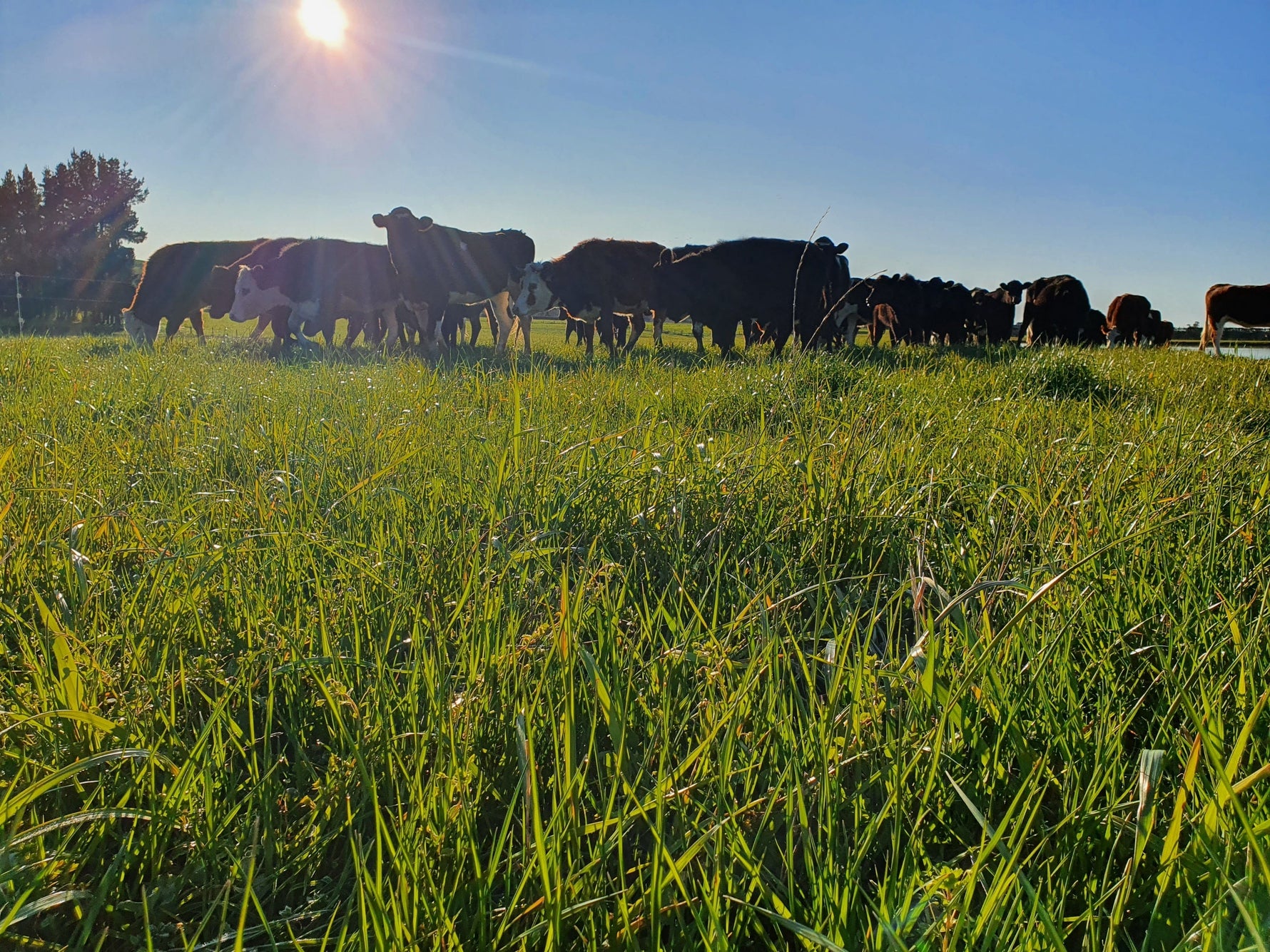 Linking Pasture Quality to Animal Health: Getting More from Every Paddock