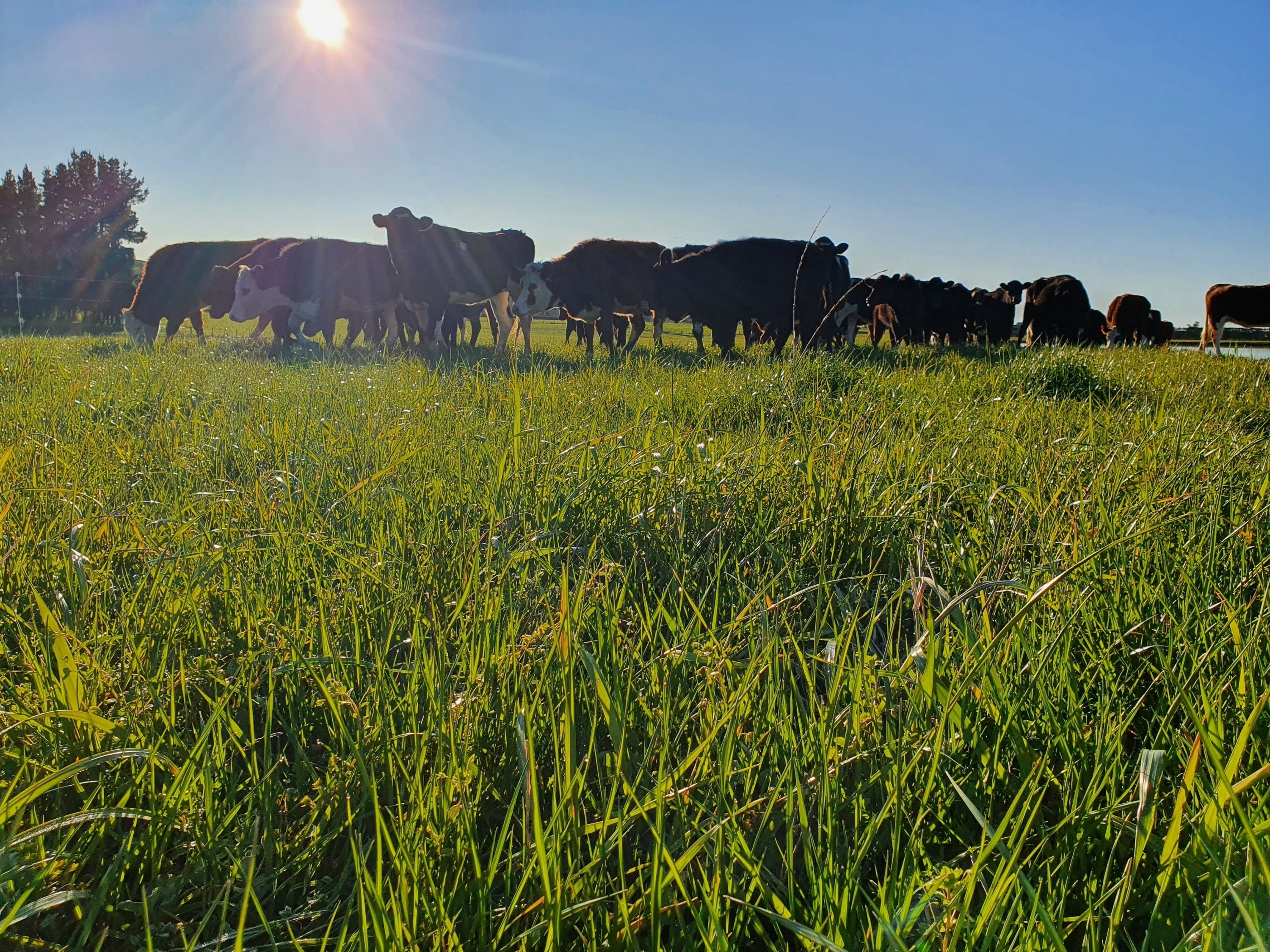 Linking Pasture Quality to Animal Health: Getting More from Every Paddock