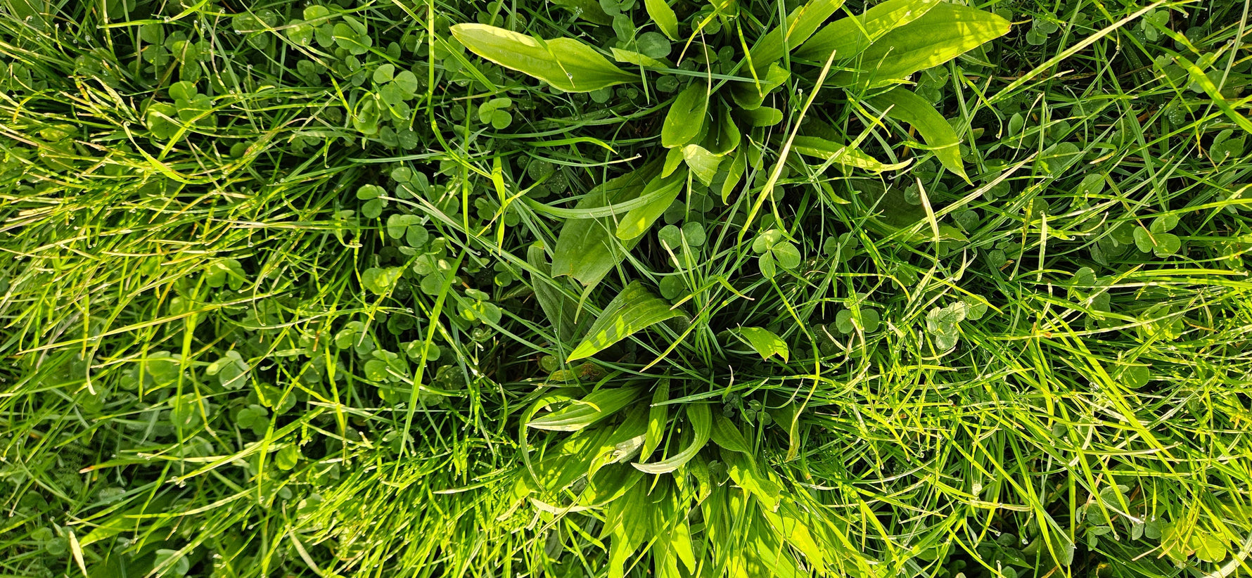 Wesco Seed Treatments: How Dynastrike and Goldstrike Help Farmers Get Ahead