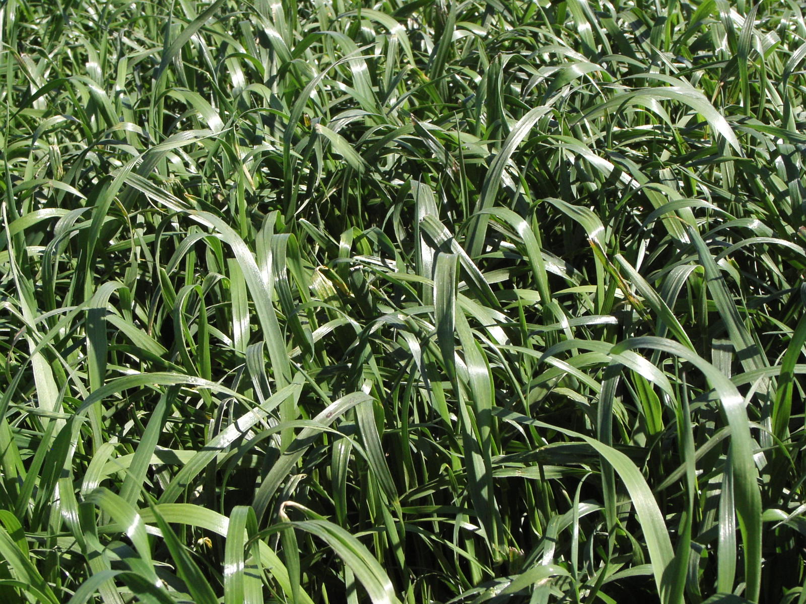 Annual Ryegrass