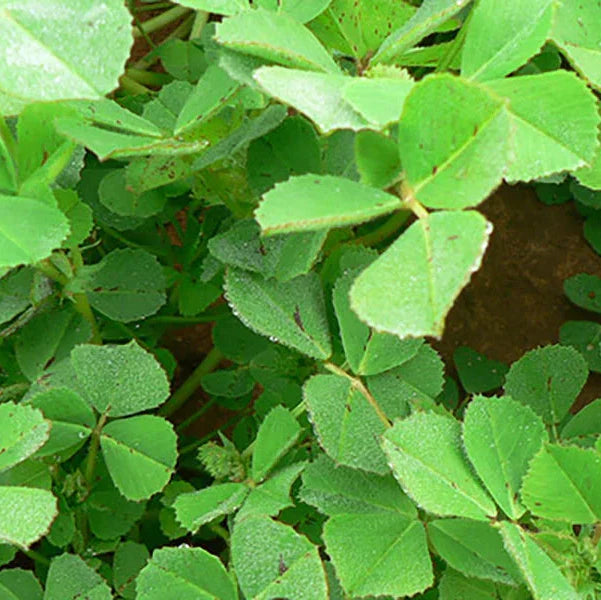 Other Legumes & Herbs