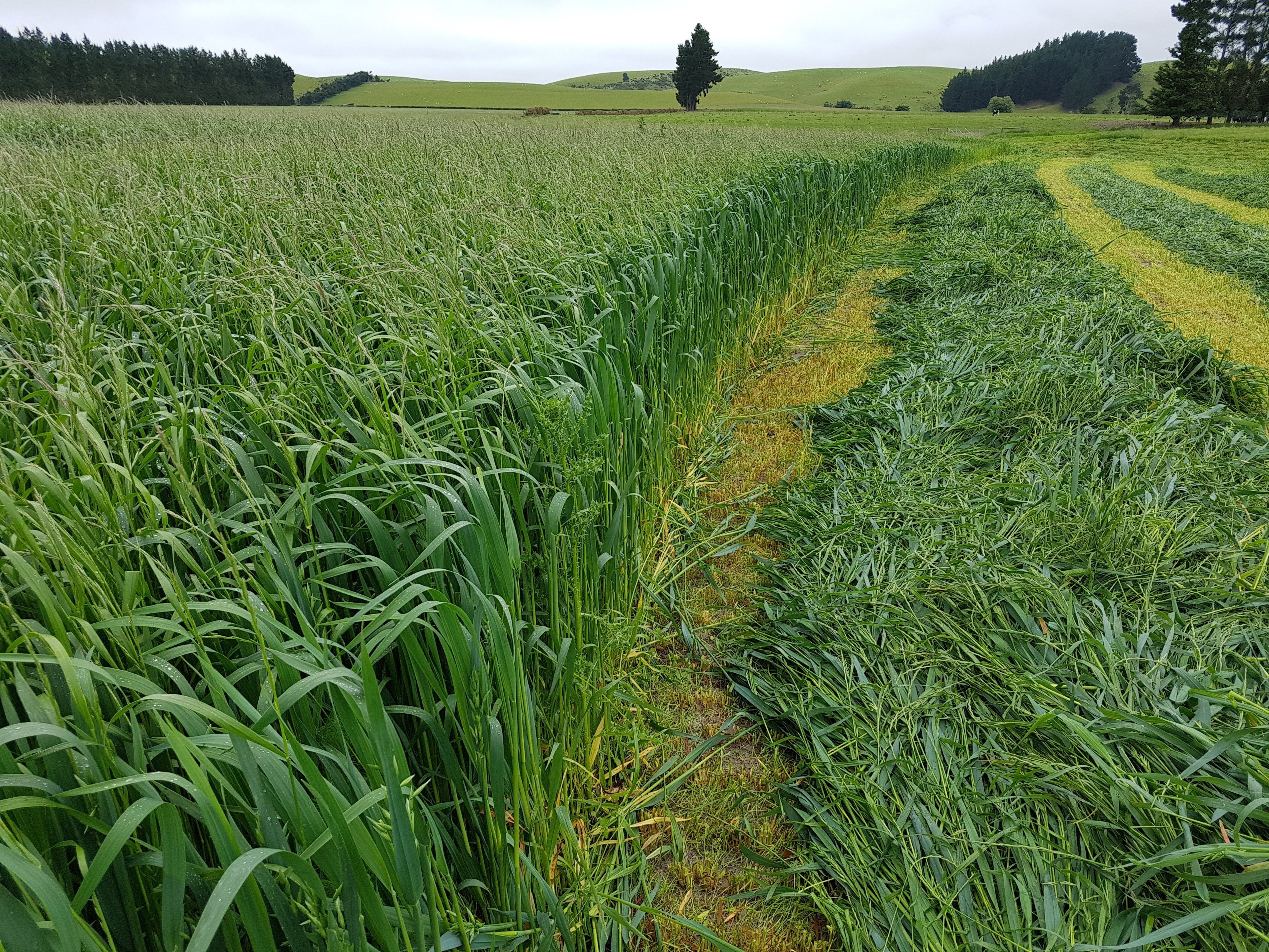 Short Term Seed Mixes