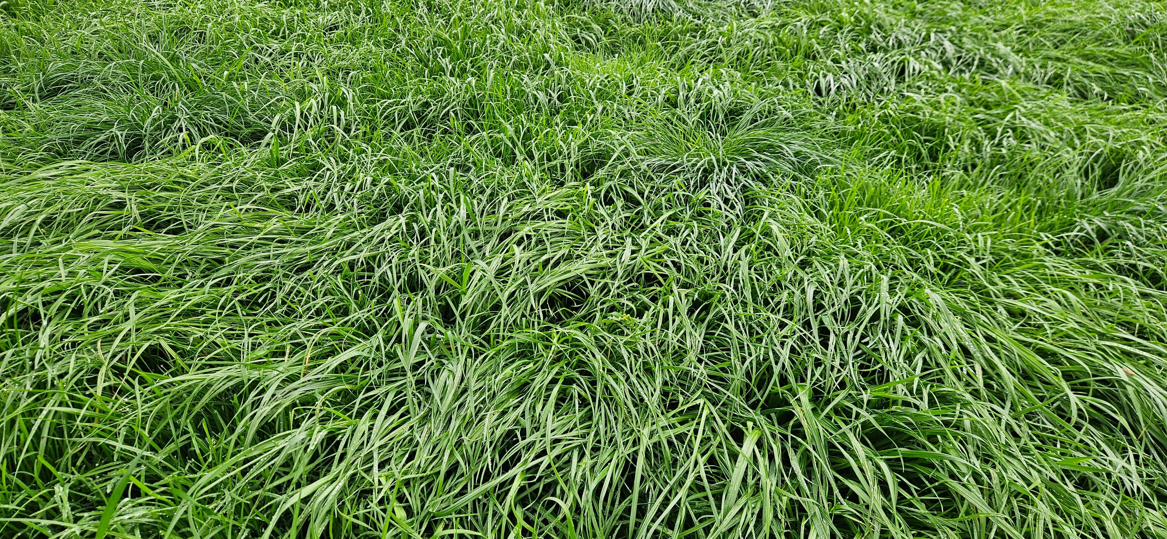 Tetraploid Perennials