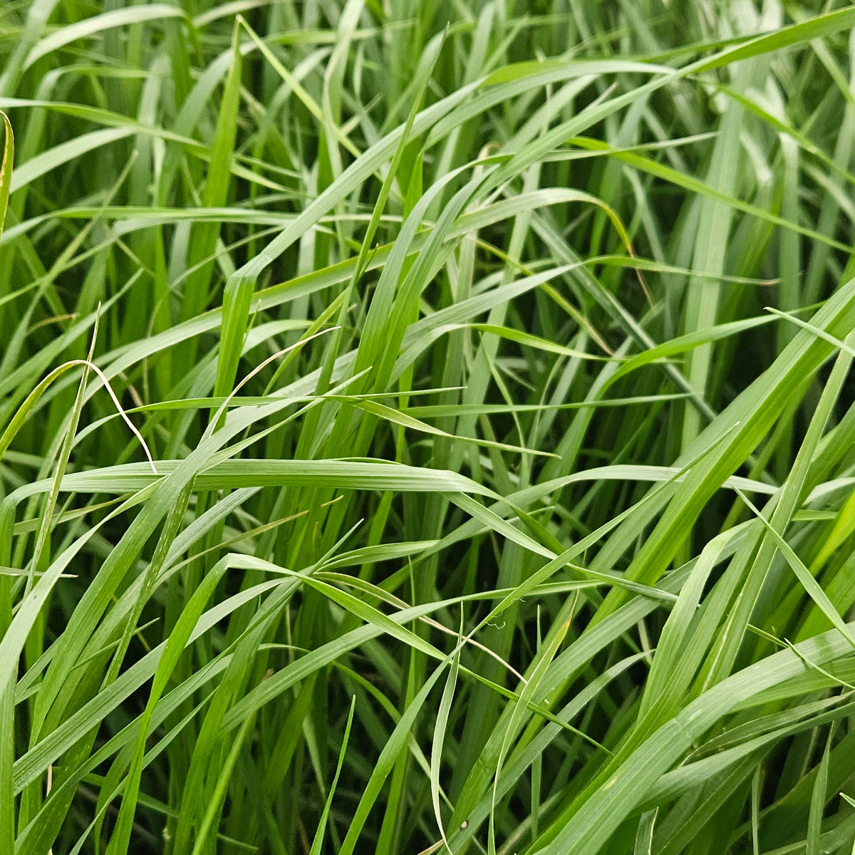 Close-up of green grass