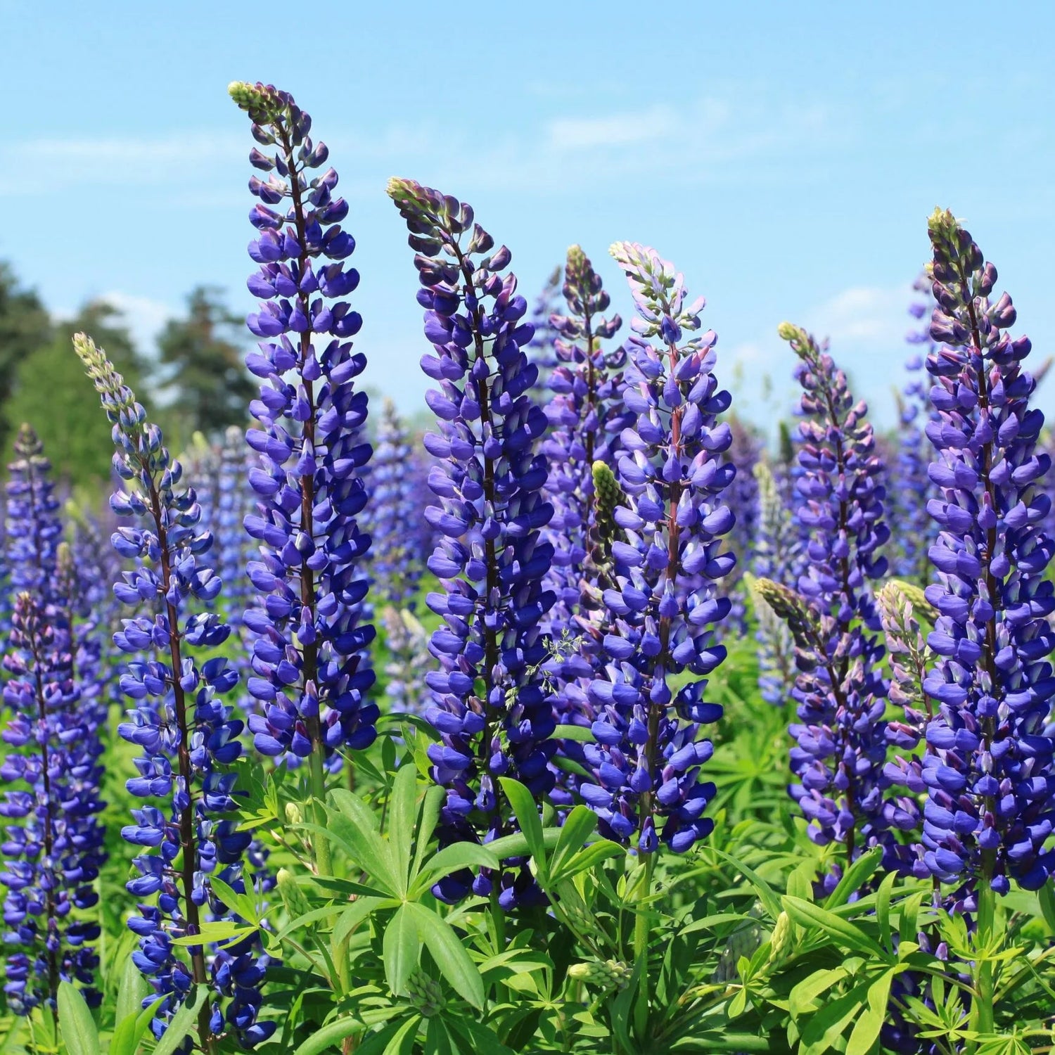 Blue Lupins