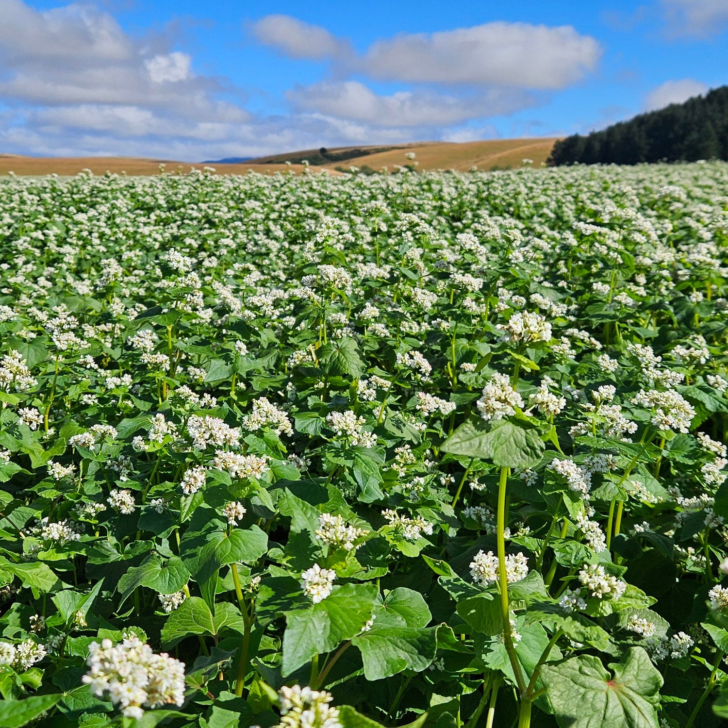 Buckwheat