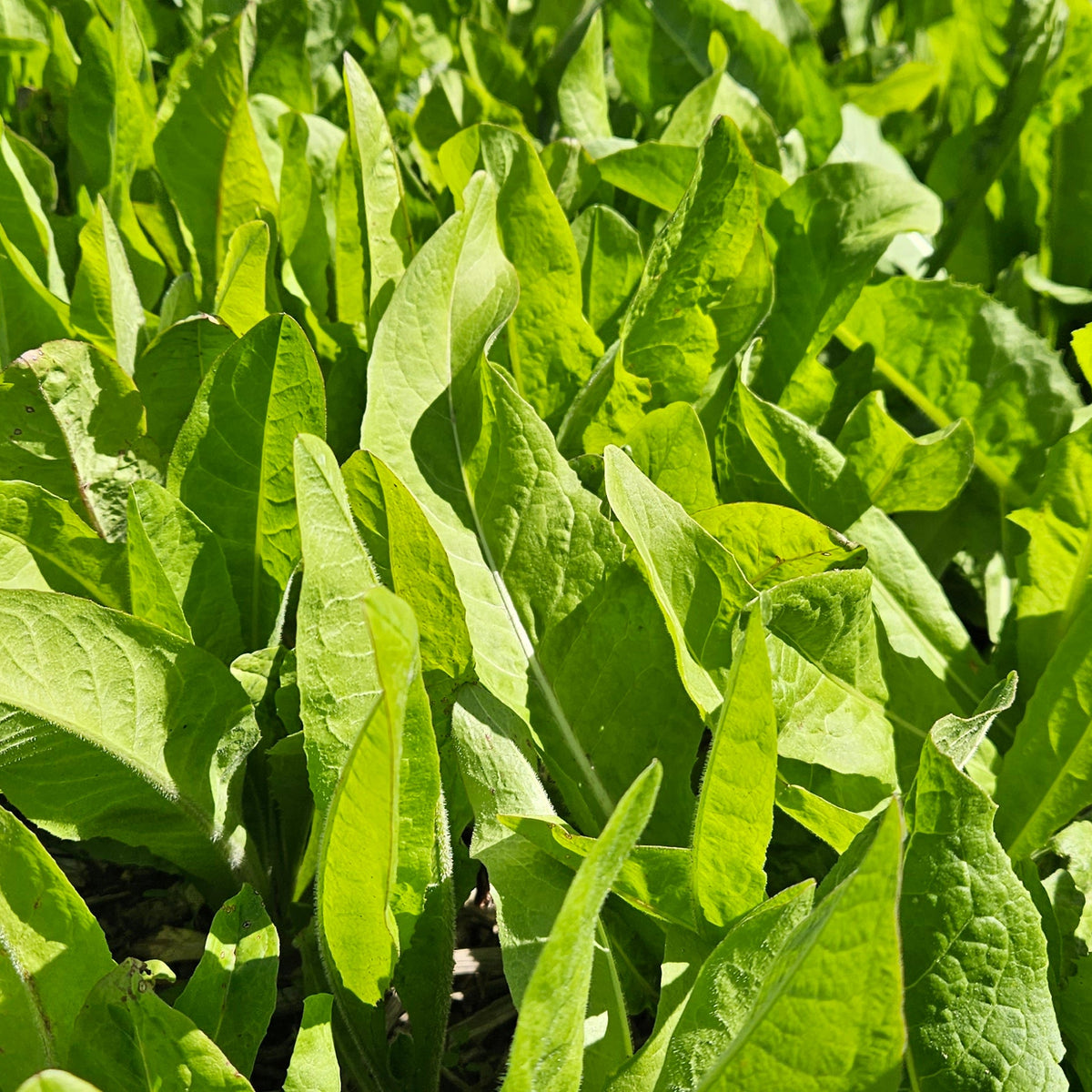 Chico Chicory
