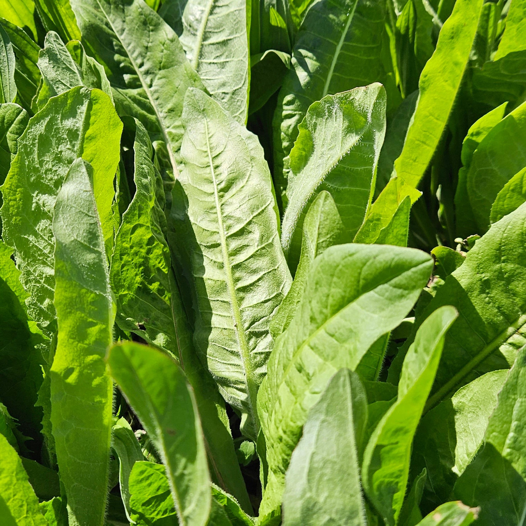 Choice Chicory