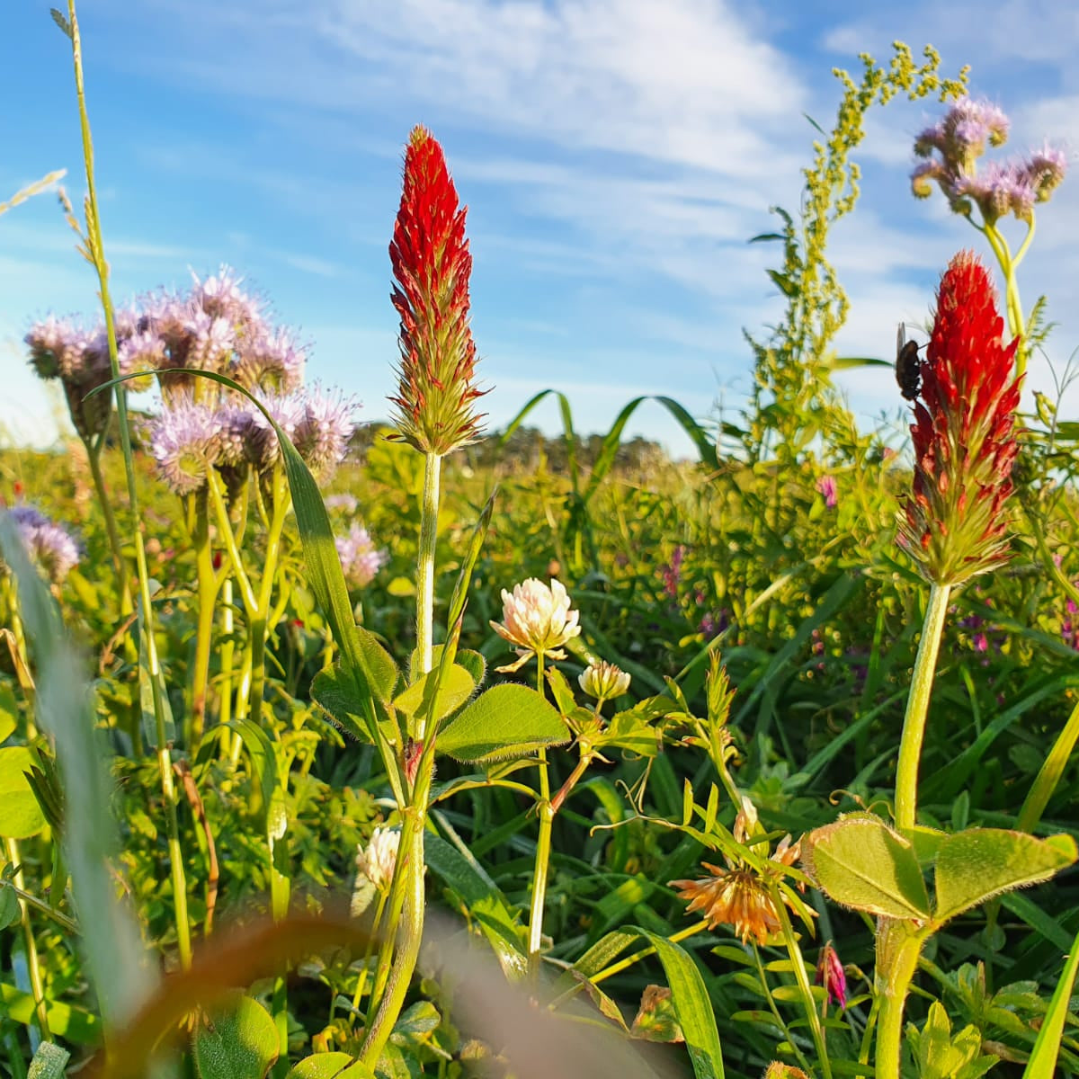Crimson Clover