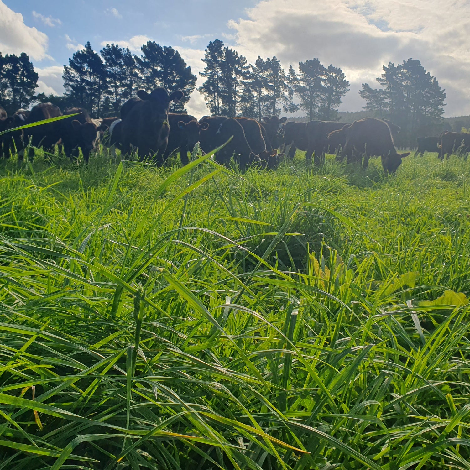 Crown Royal Cocksfoot