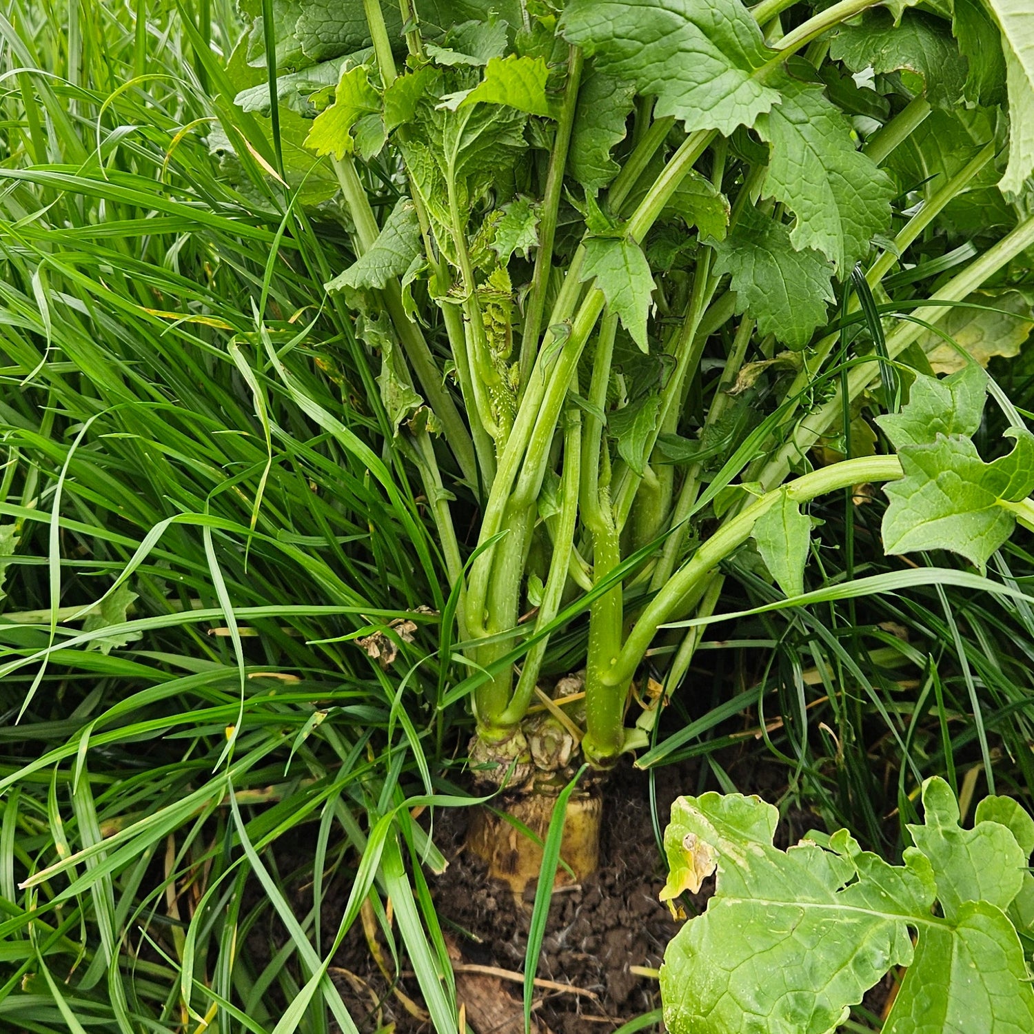 Diakon Radish