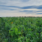 Diverse Summer Grazing Mix