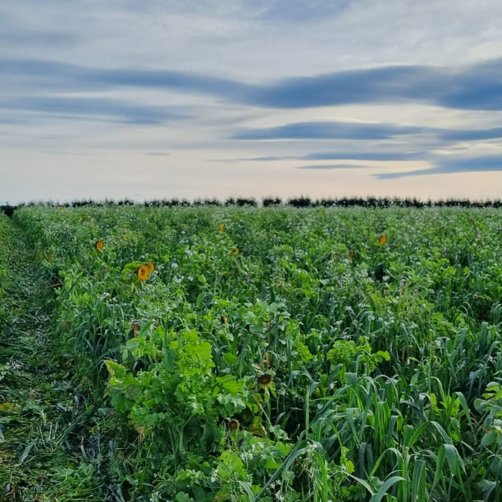 Diverse Summer Grazing Mix
