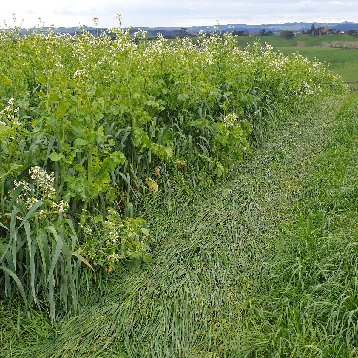 Diverse Winter Grazing Mix