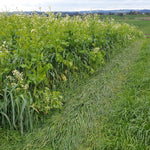 Diverse Winter Grazing Mix