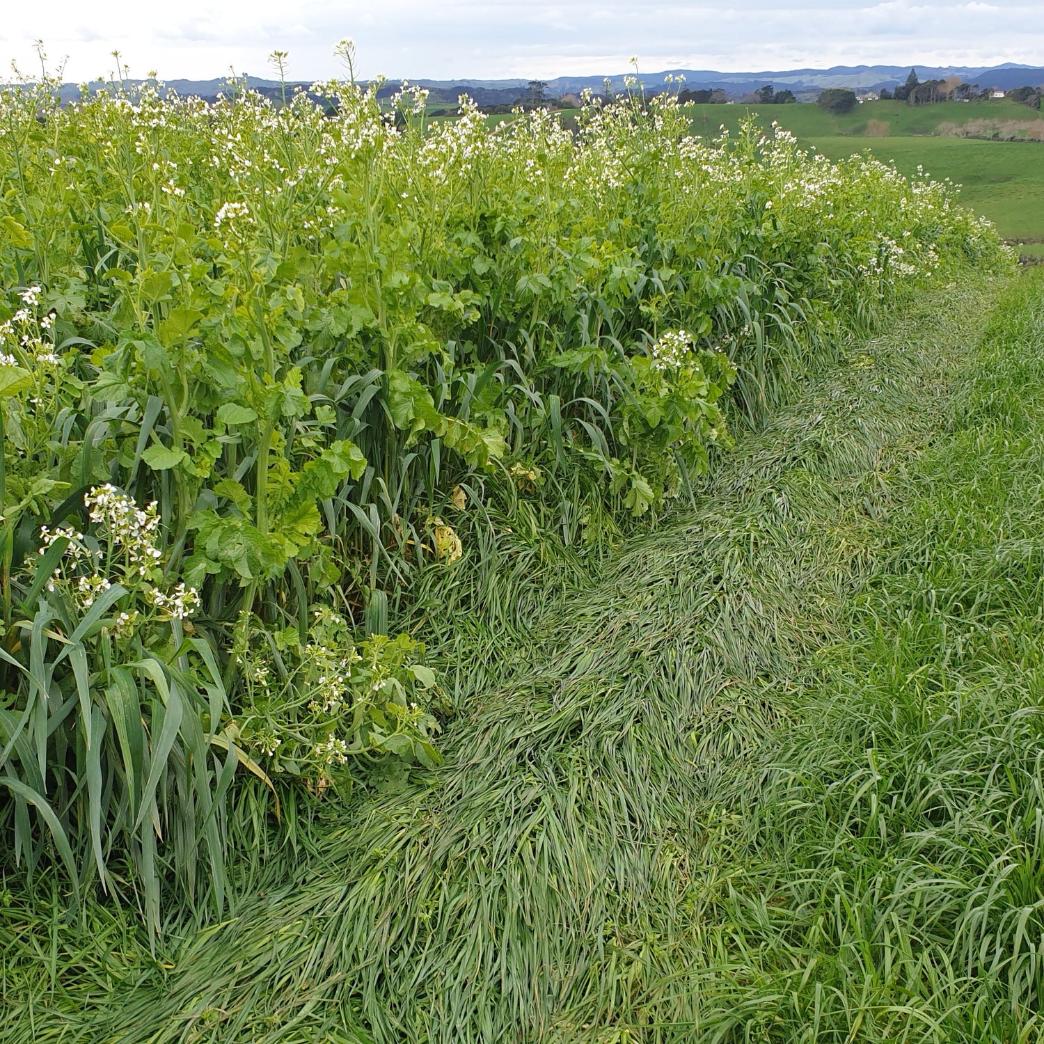 Diverse Winter Grazing Mix