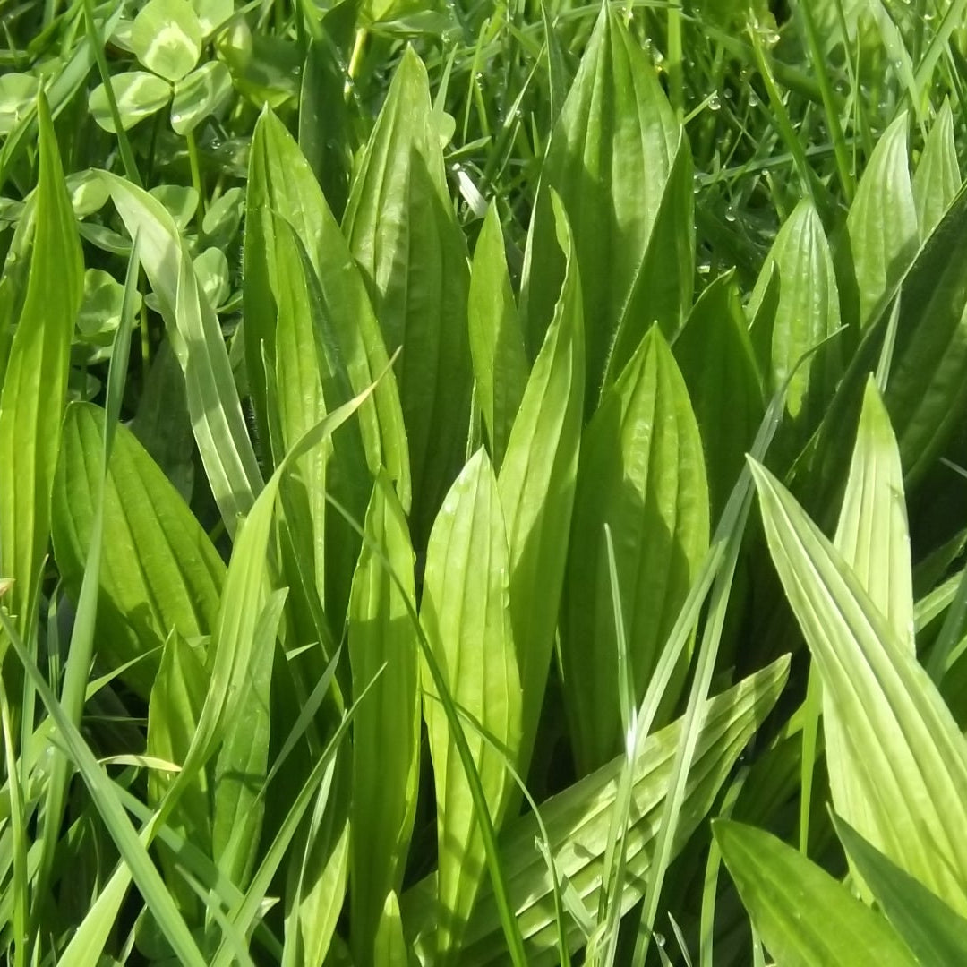 Drover Plantain