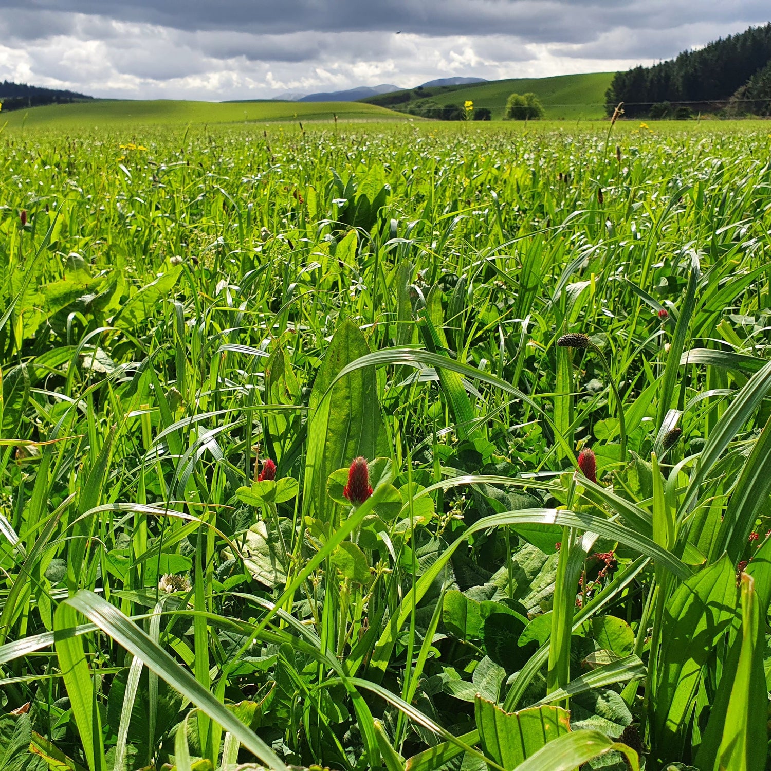 Elite Saxon Nutri Pak Plus