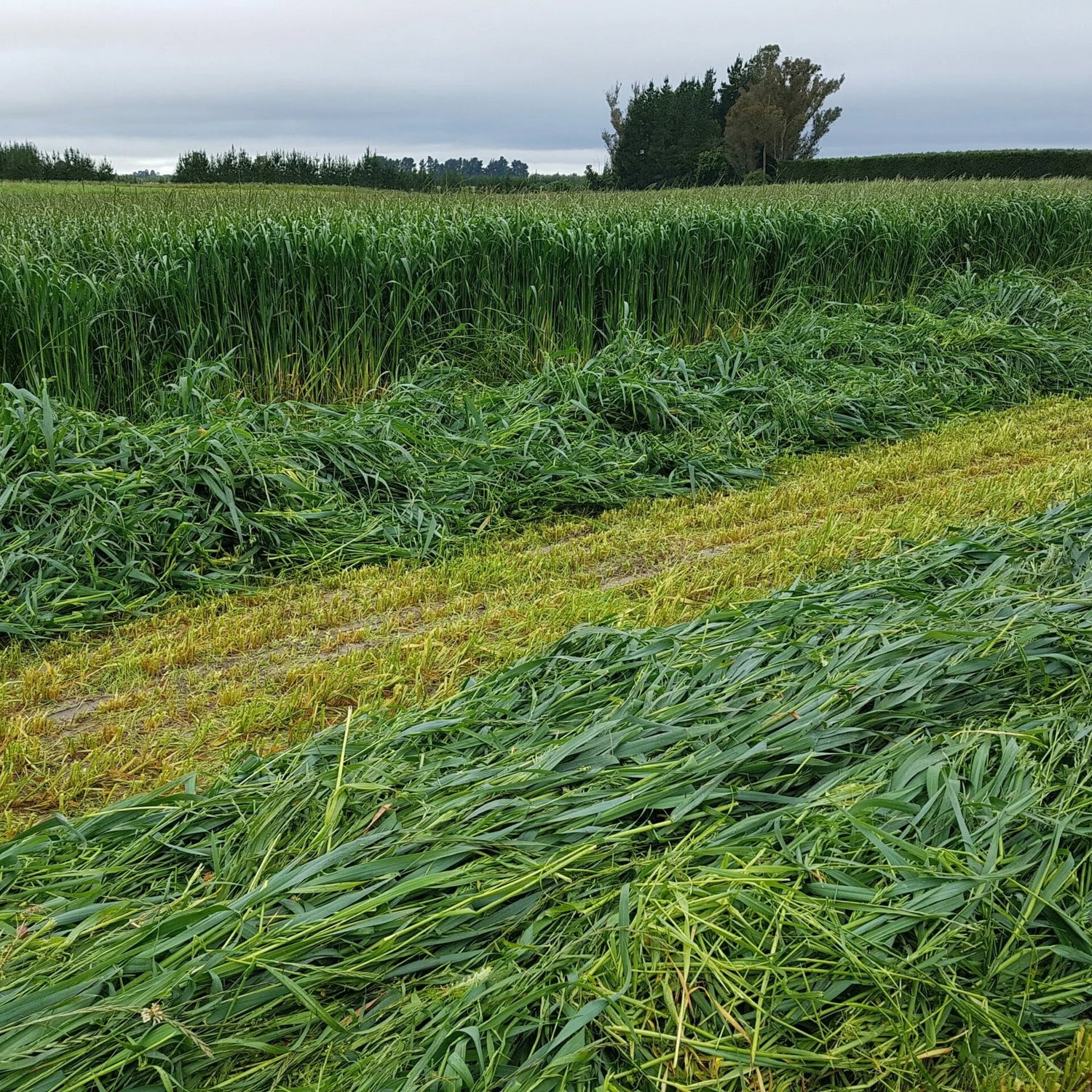 Fascinate / Maxum Oats