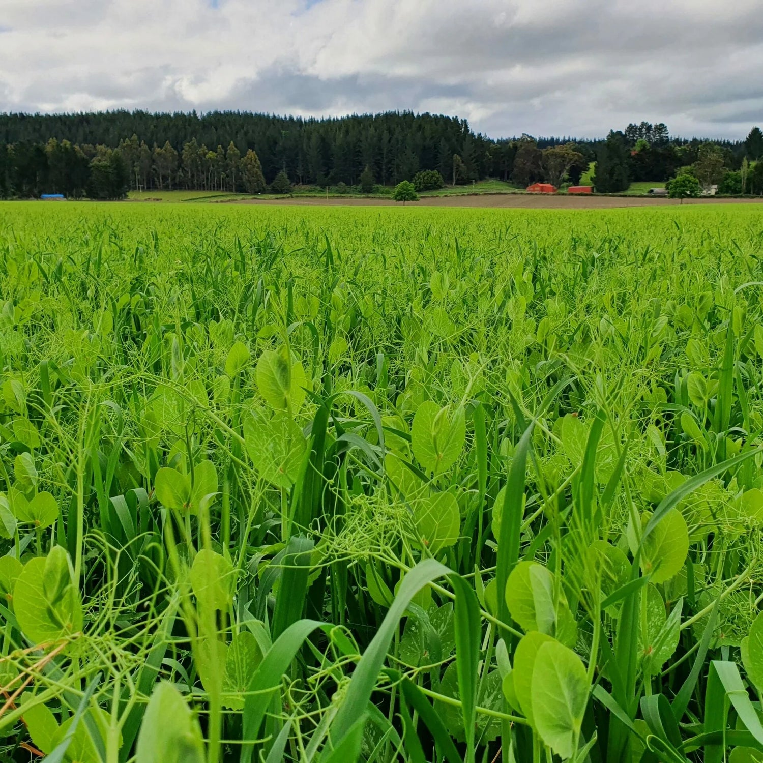 Forage Peas & Oats Mix