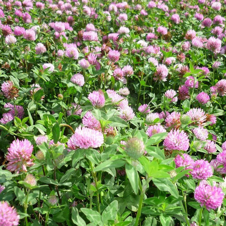 Hamua Red Clover | Wesco Seeds