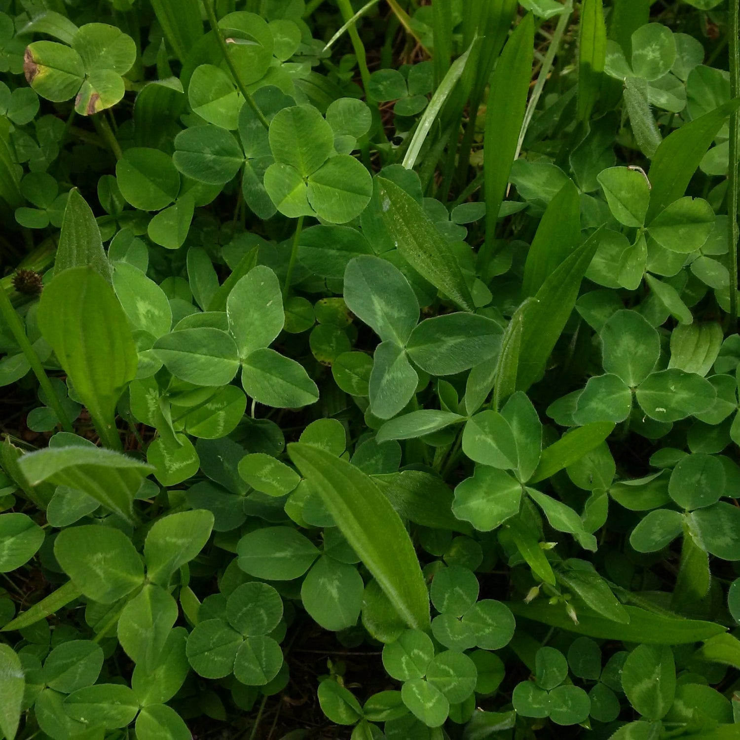 Hardy White Clover