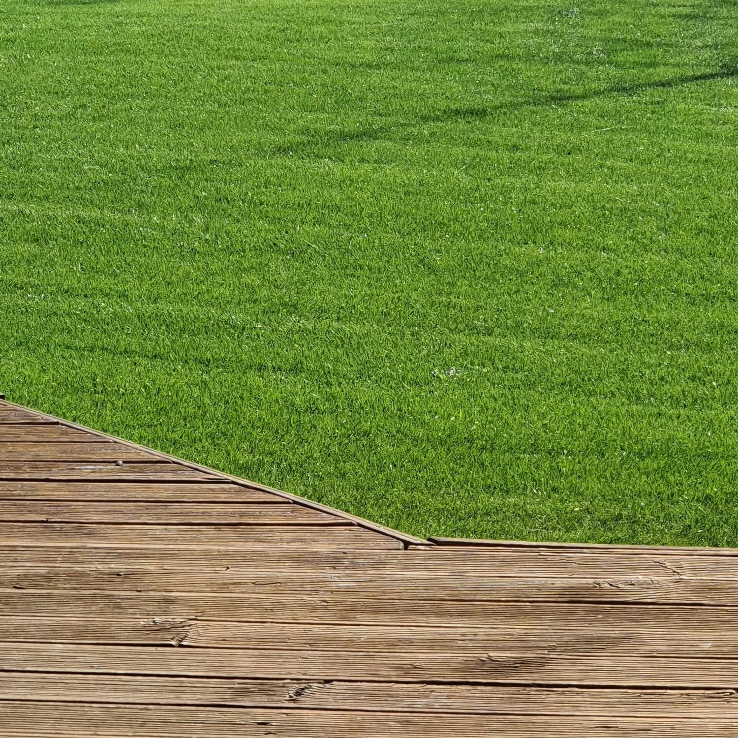 Houston Turf Ryegrass