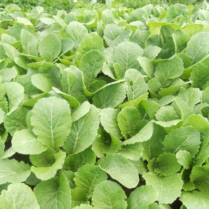 Hunter Forage Brassica