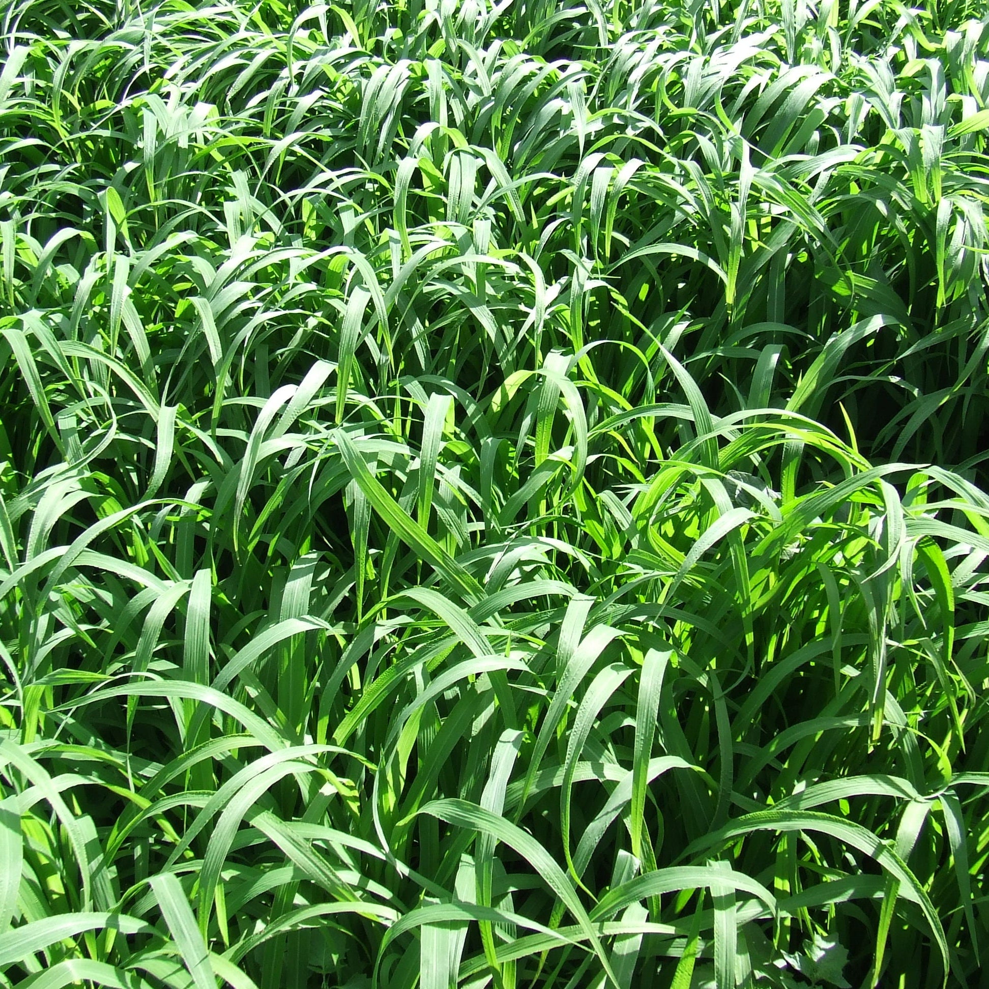 japanese millet herbicides Japanese Millet