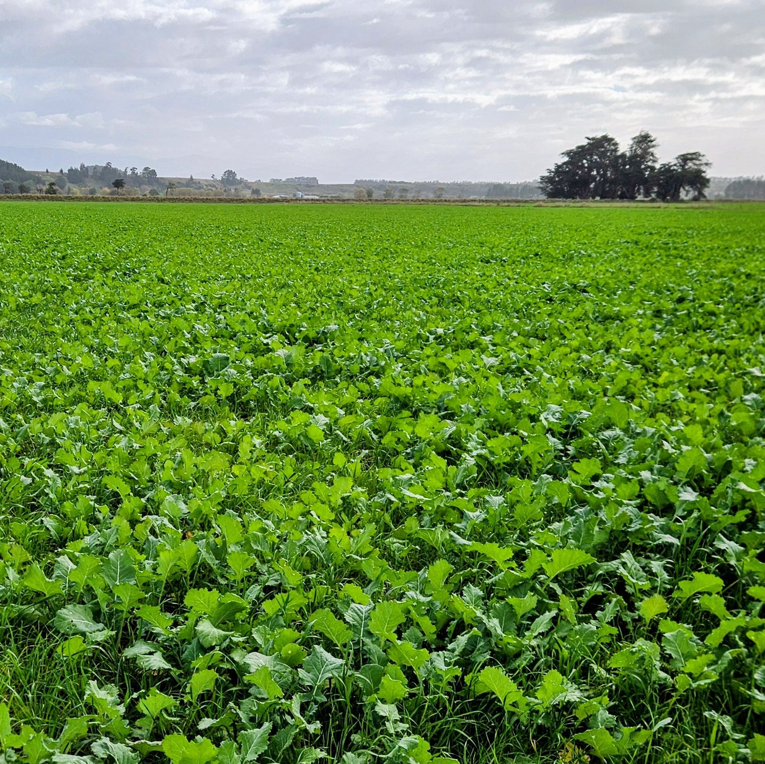 Kingsford Rape/ Italian Ryegrass Mix