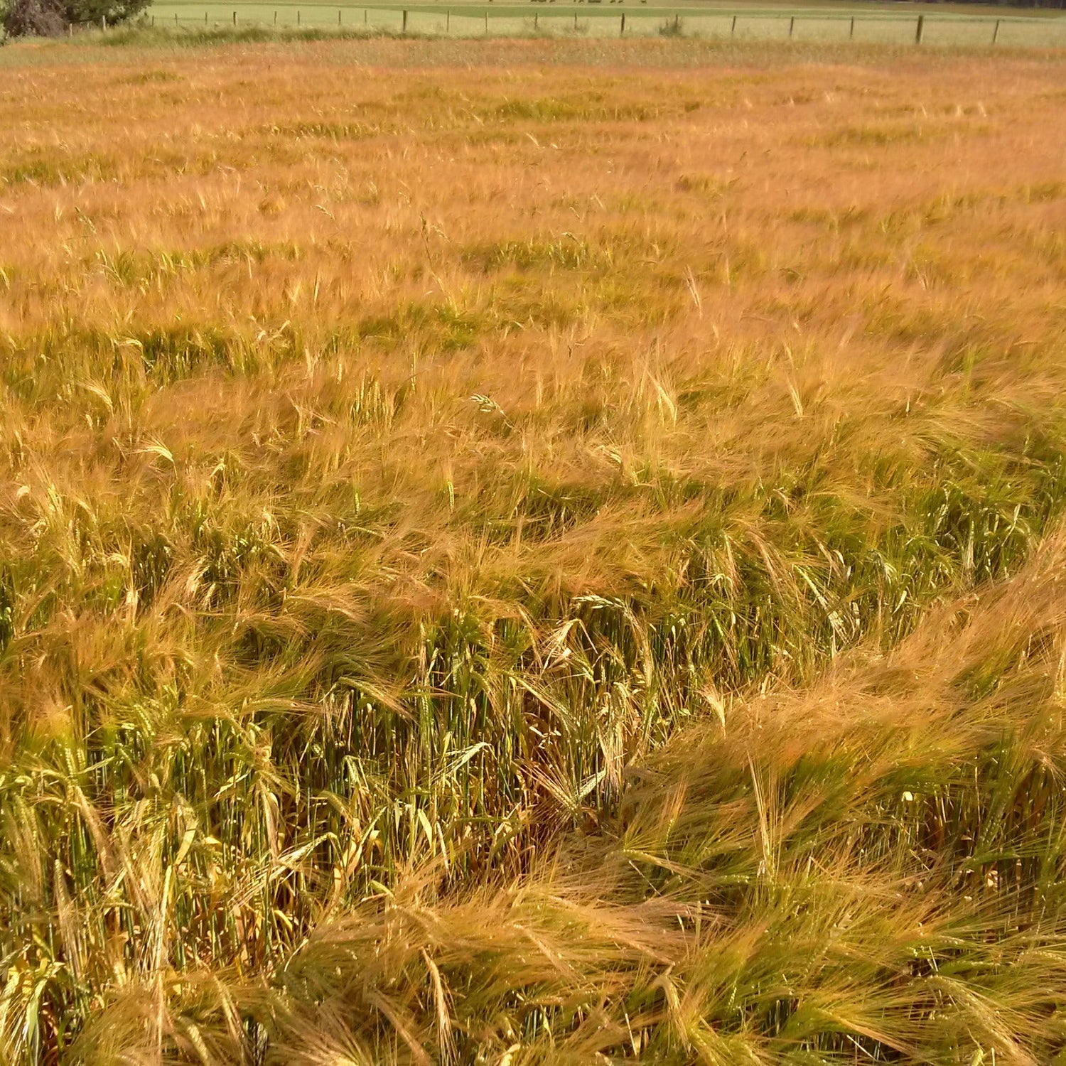 Kraken Forage Barley