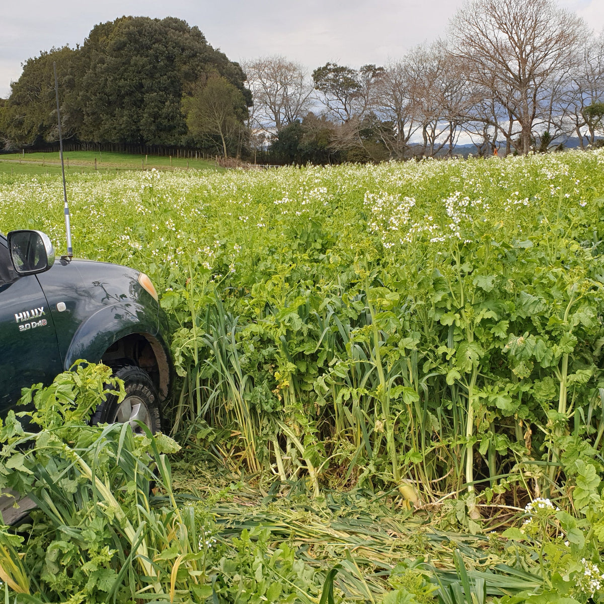 N Boost Cover Crop (Soil Builder Mix)
