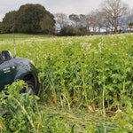N Boost Cover Crop (Soil Builder Mix)