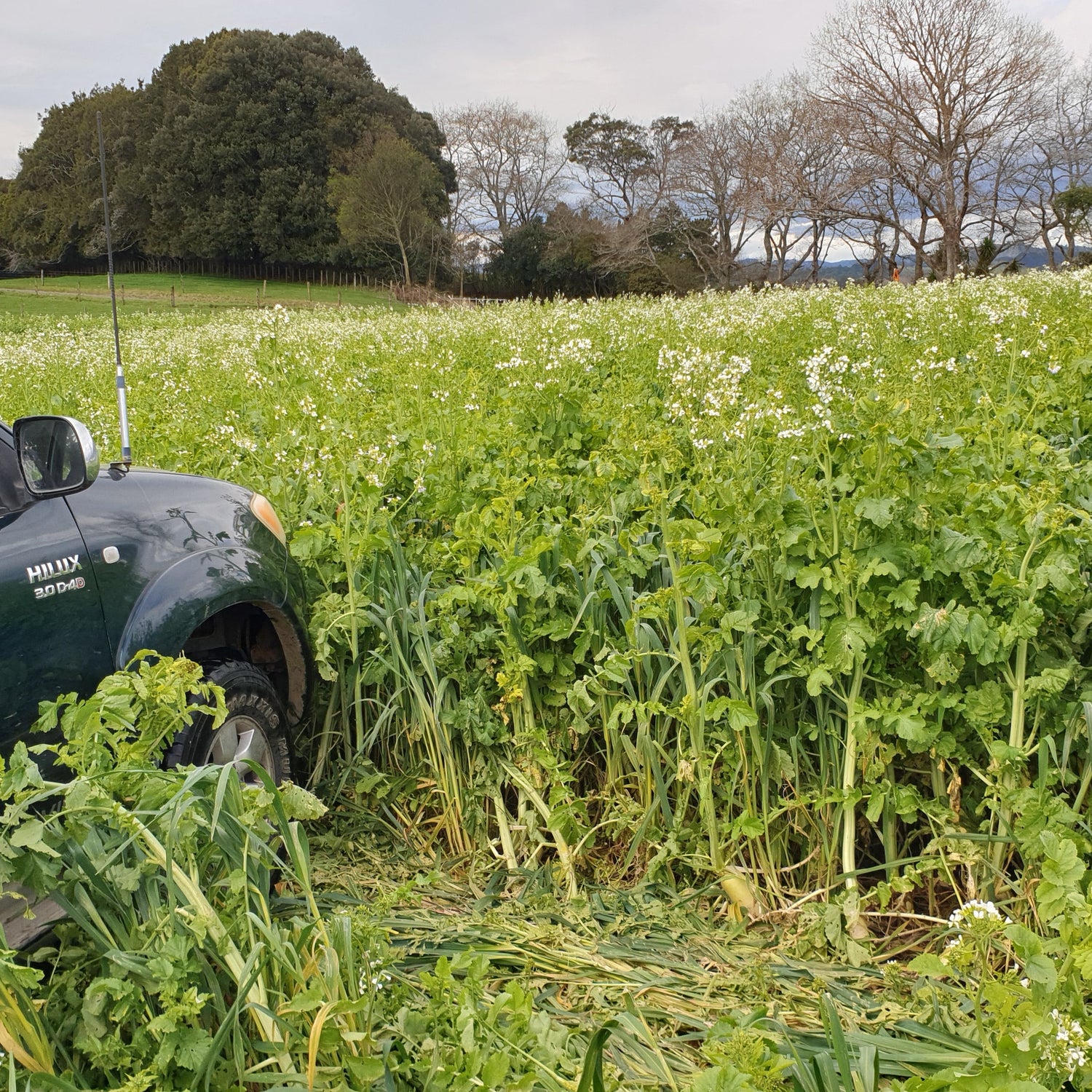 N Boost Cover Crop (Soil Builder Mix)