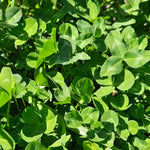 Paeroa Red Clover