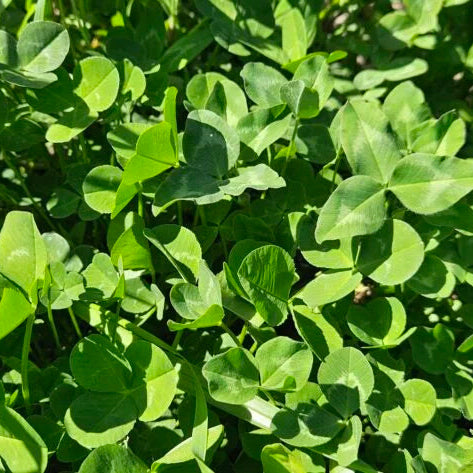 Paeroa Red Clover