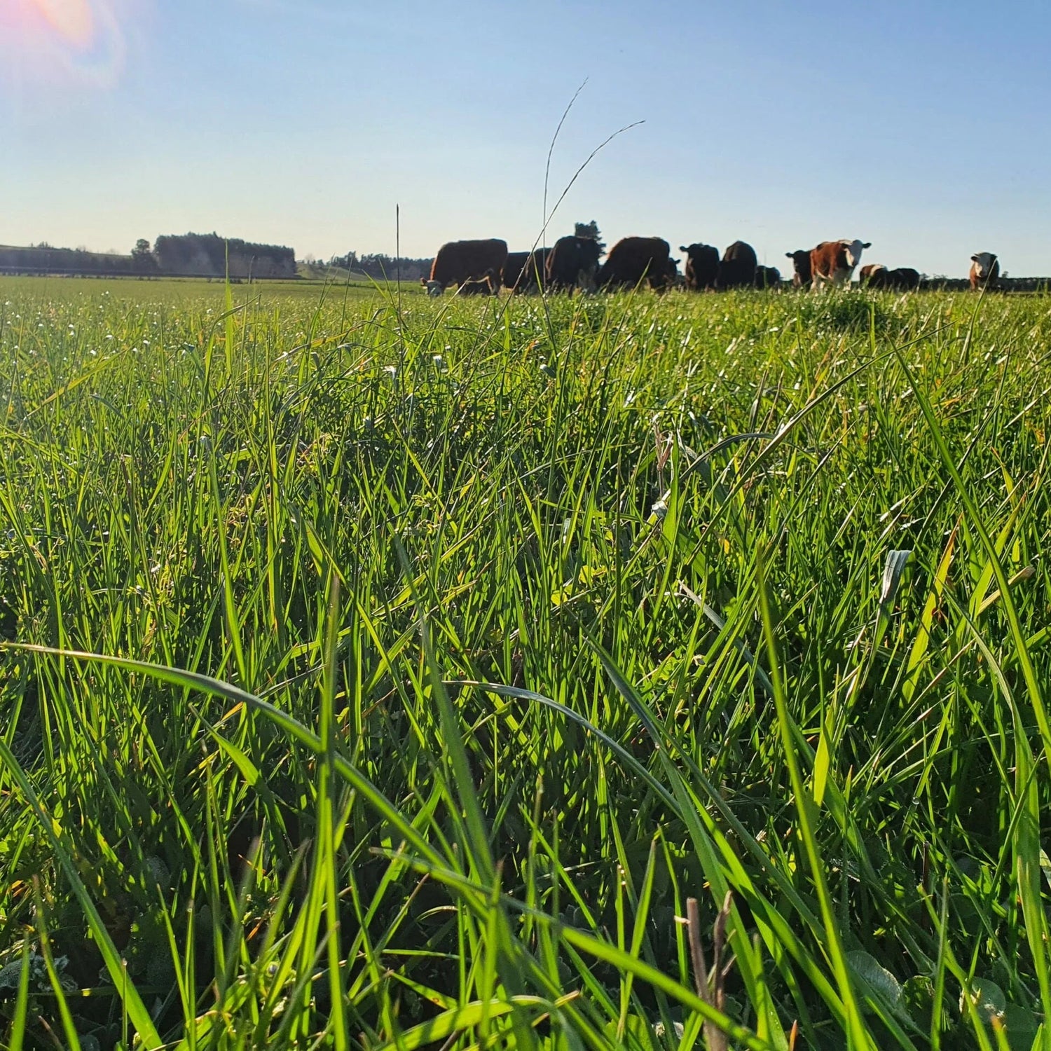 Pasture Recovery Mix