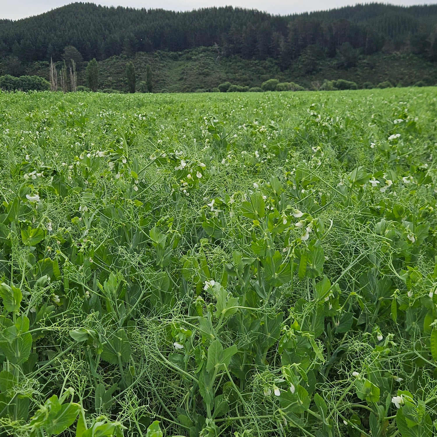Forage Peas