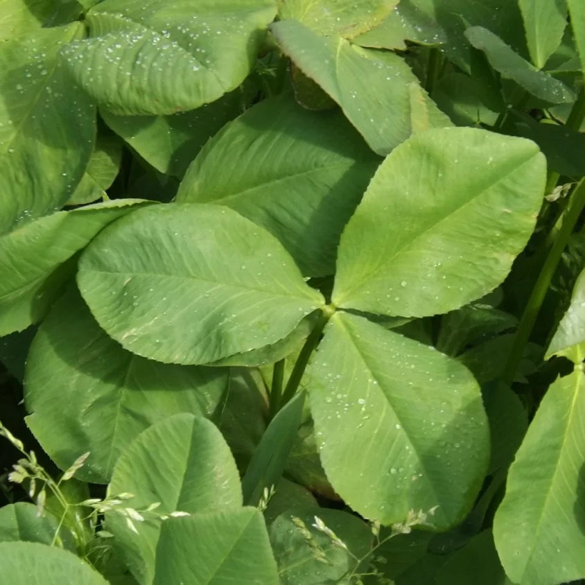 Persian Clover