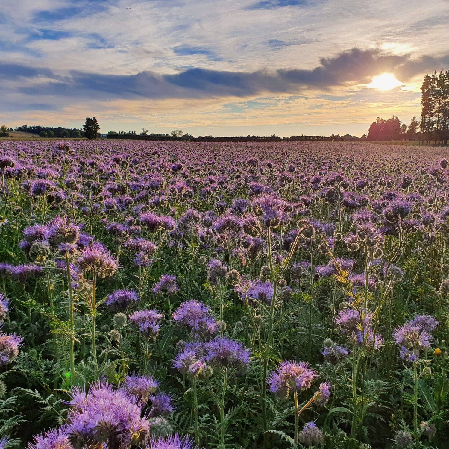 Phacelia