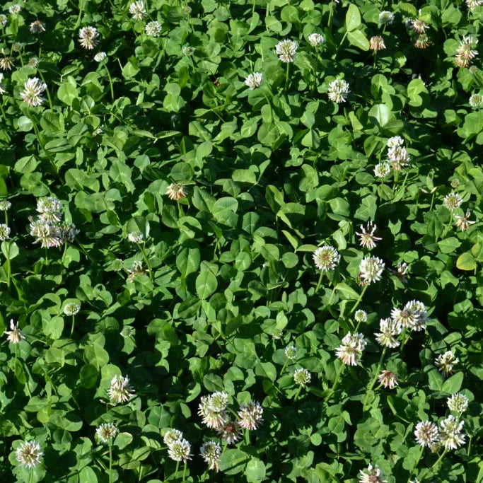 Pinnacle White Clover