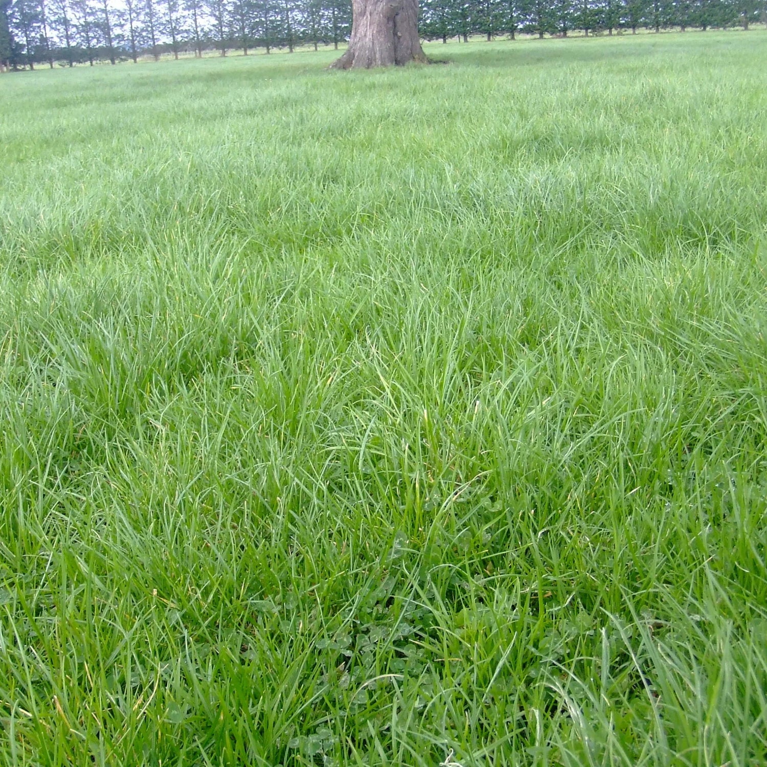 Rye Clover Mix