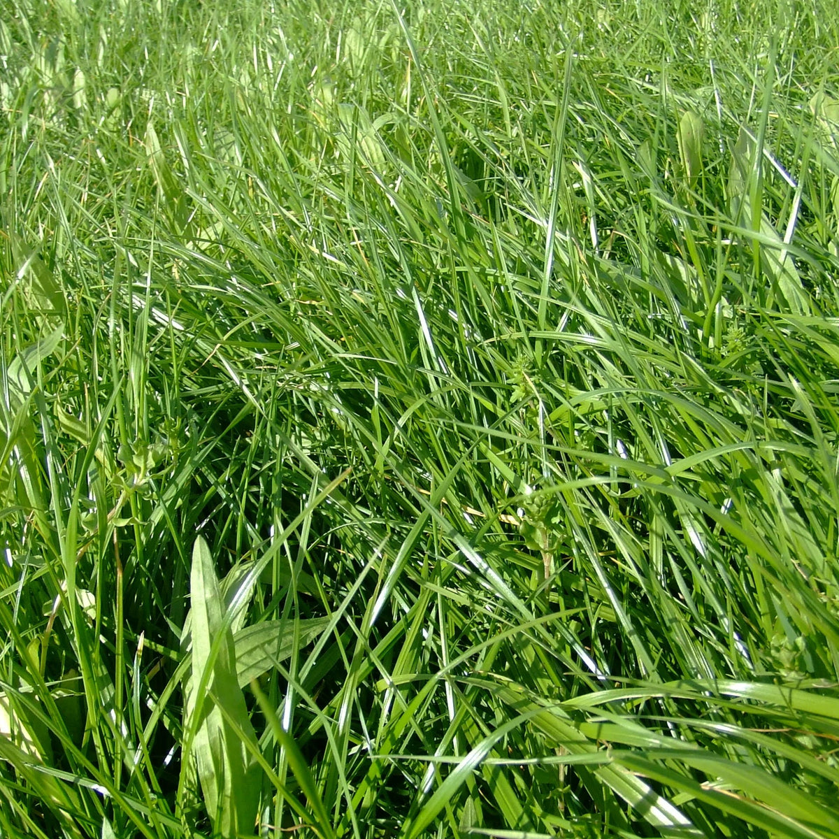 Saxon PPR Dairy Mix