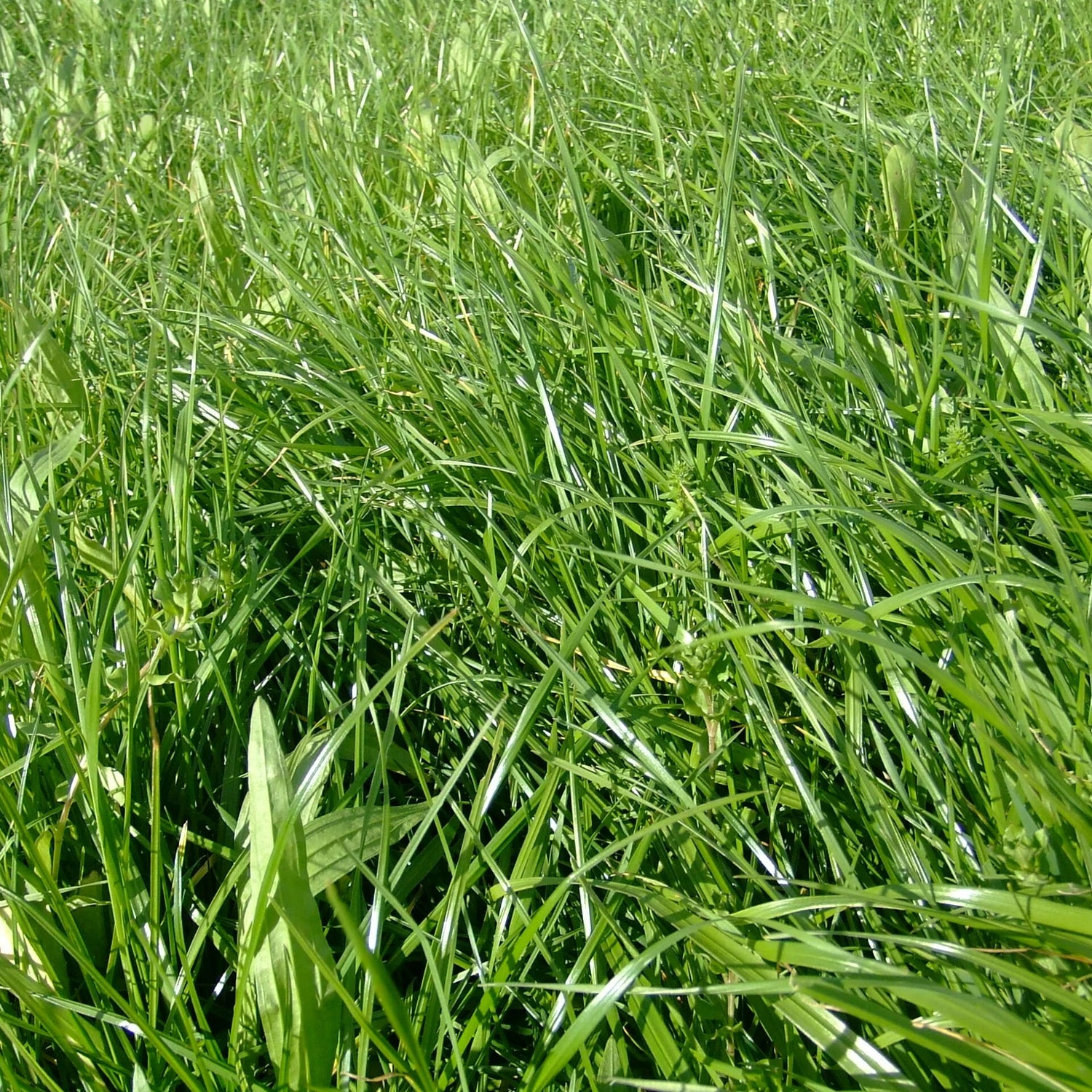 Close-up of a lush green grass field