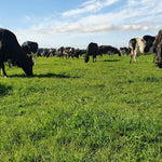 Cows grazing in a green field with a clear blue sky.
