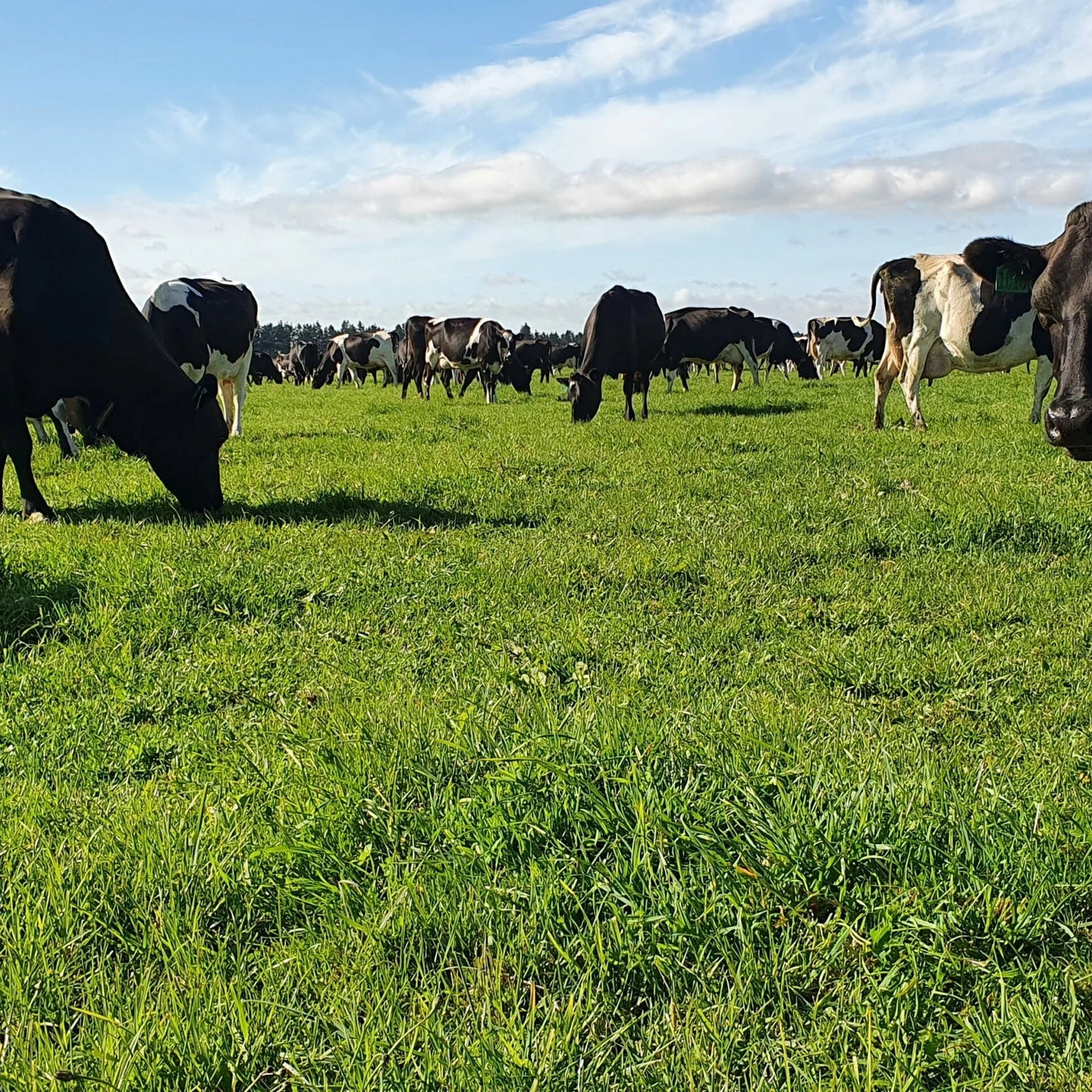 Cows grazing in a green field with a clear blue sky.