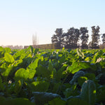 SovGold Kale