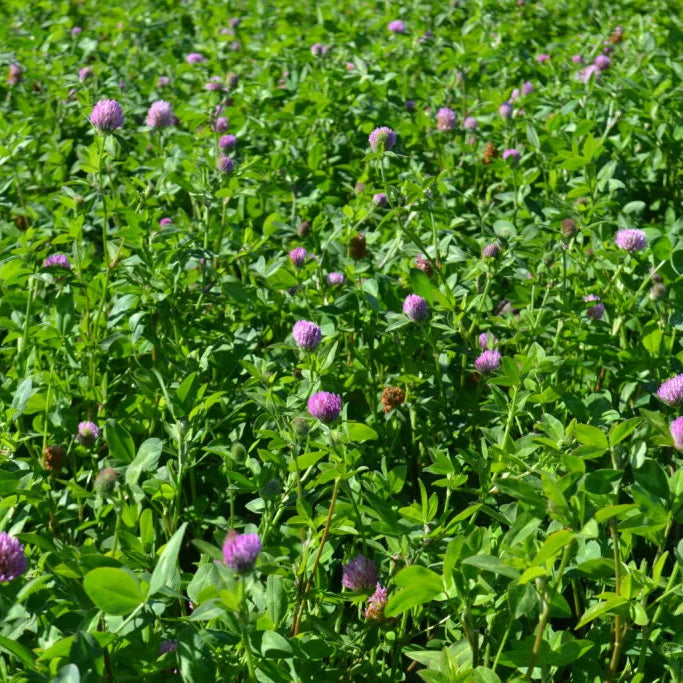 Strawberry Clover