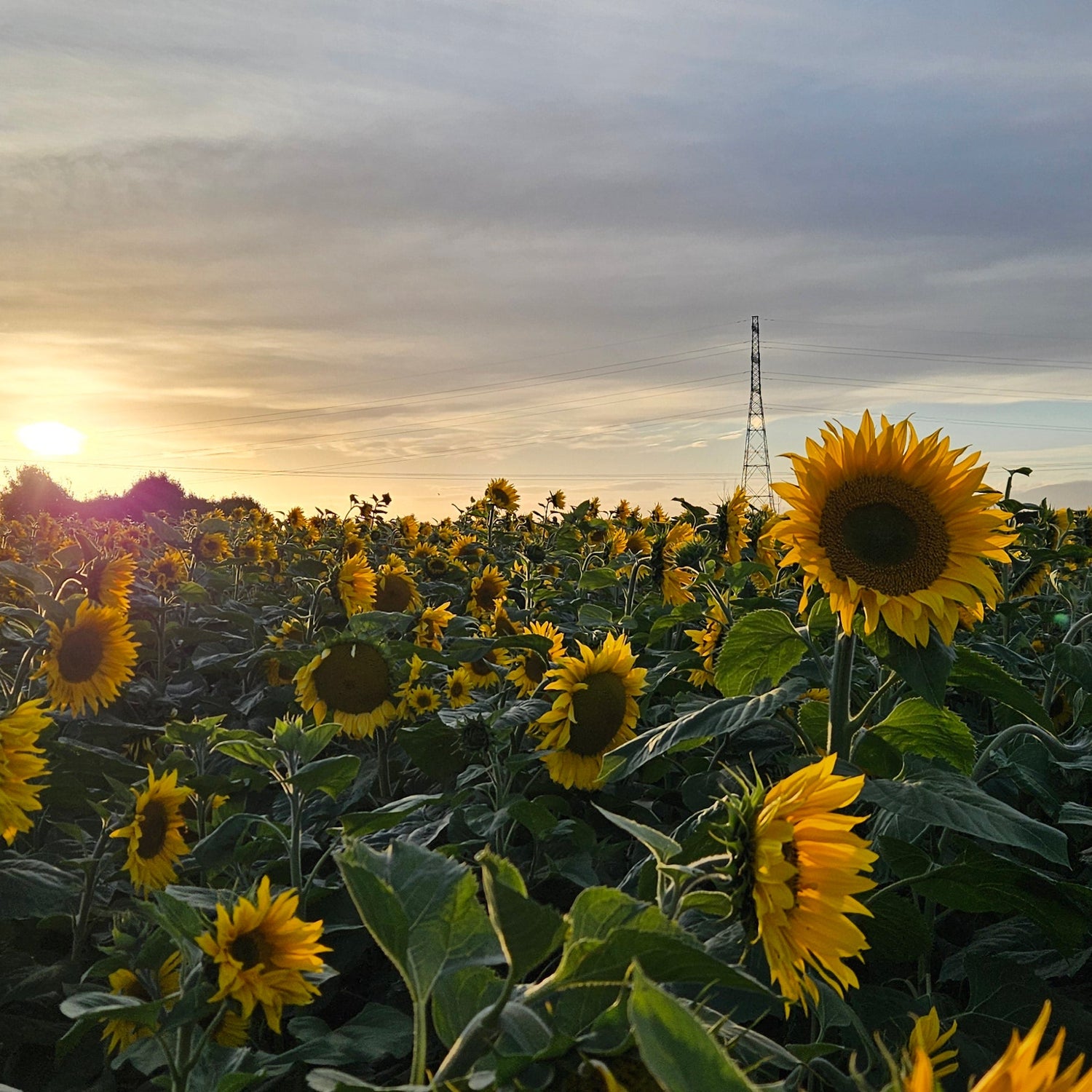 Forage Sunflowers