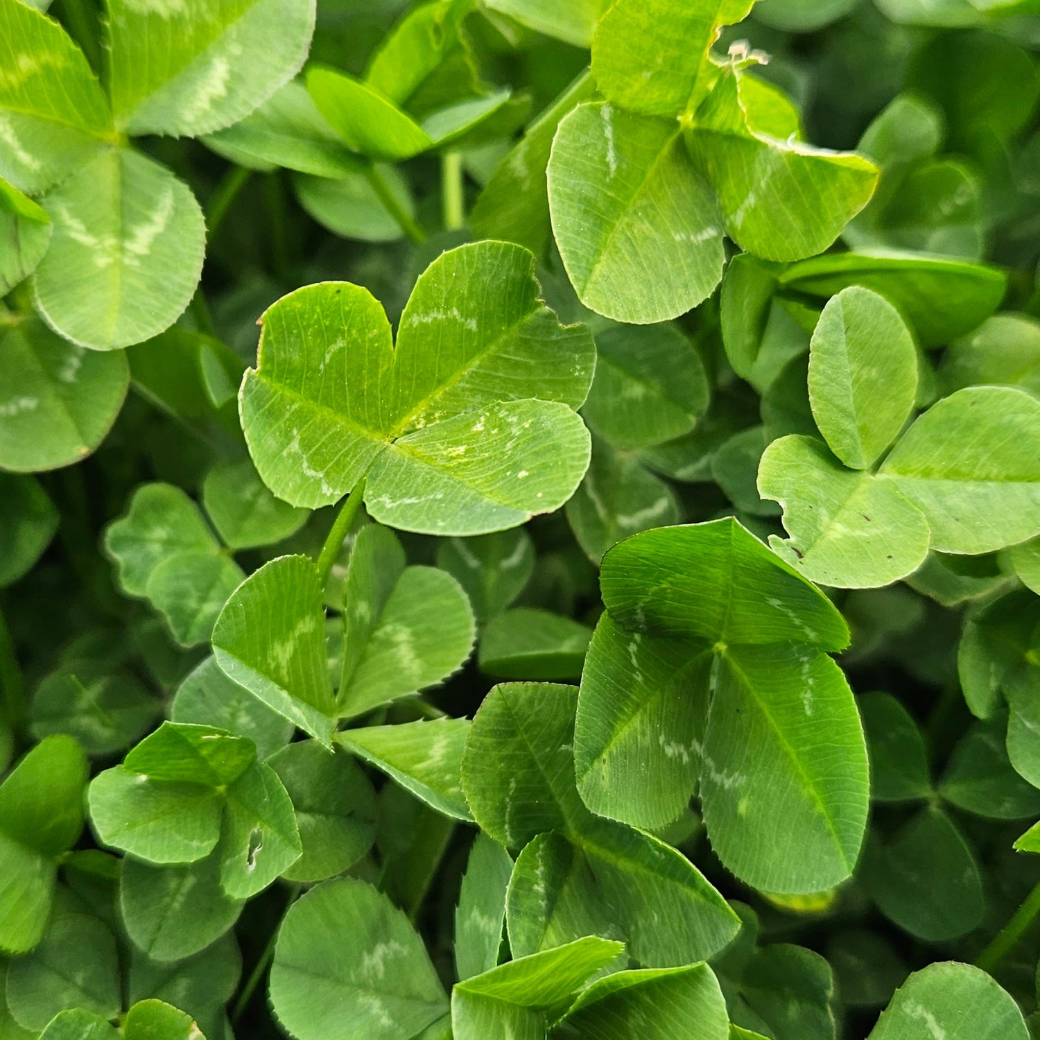 Tri-Max White Clover Blend